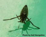 backswimmer insect