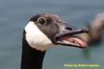 head of Canada goose showing serrated beak and tongue