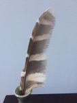 black and white banded feather