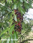 black cherry fruit