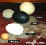 different size eggs