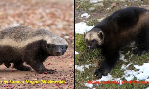 Are Honey Badgers and Wolverines Closely Related?