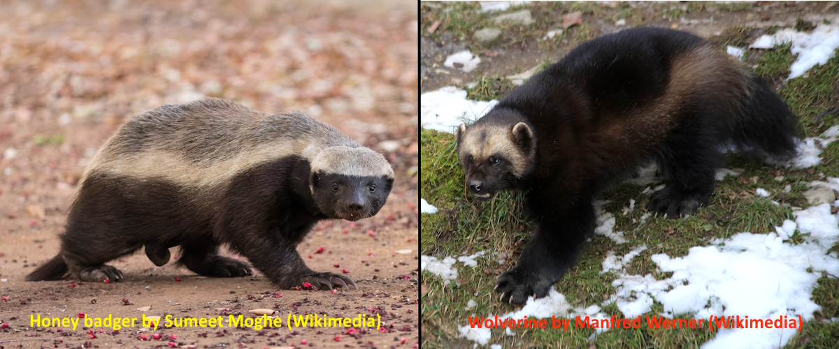 Are Honey Badgers and Wolverines Closely Related?