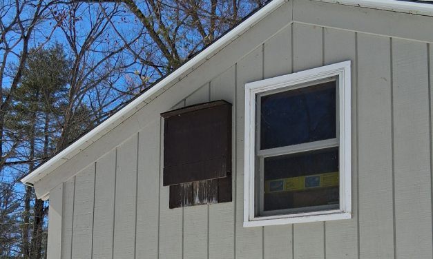 Where to put a bat house box